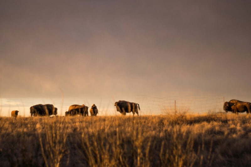 Saskatchewan